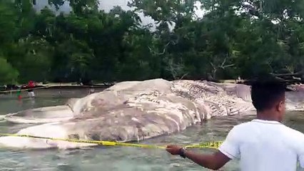 Enormous Sea Creature Washes up on Indonesian Shore