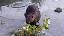 Ice-Breaking Beaver Finds a Snack