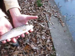 puštanje pastrmki u jezero Trešnja