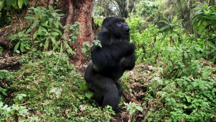 Round Planet S01E08 - Great Apes