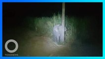 Gemas! Bayi Gajah Ini Bersembunyi Setelah Ketahuan Makan Tebu - TomoNews