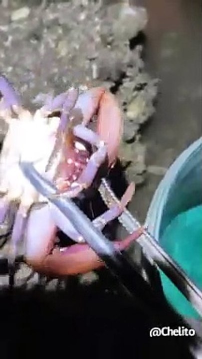 como sacar mariscos de la arena