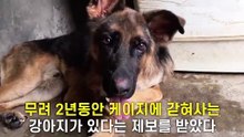 2년동안 케이지에 갇혀지낸 개를 풀어주자 보인 반응..