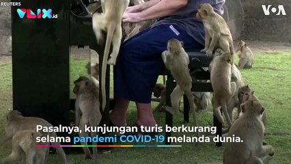 Pianis Gelar Konser Khusus Depan Monyet Korban COVID-19