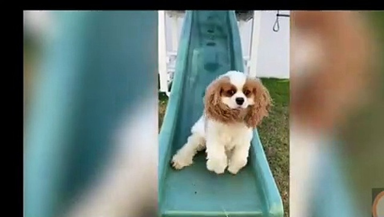 Cute animals