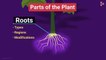 Roots of Plants _ Morphology of Flowering Plants _ Plant Morphology