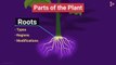 Roots of Plants _ Morphology of Flowering Plants _ Plant Morphology