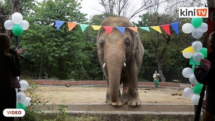 Gajah kesunyian di Pakistan sertai kawanan di Cambodia