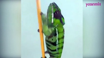 Renk değişimindeki hızıyla ağızları açık bıraktıran Bukalemun!