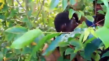 L’apparence physique d’un jeune homme semblable au singe fait le buzz-VIDEO