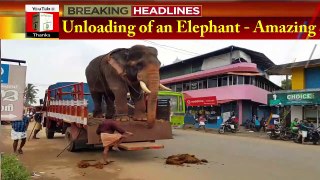Video of unloading of an Elephant is going viral