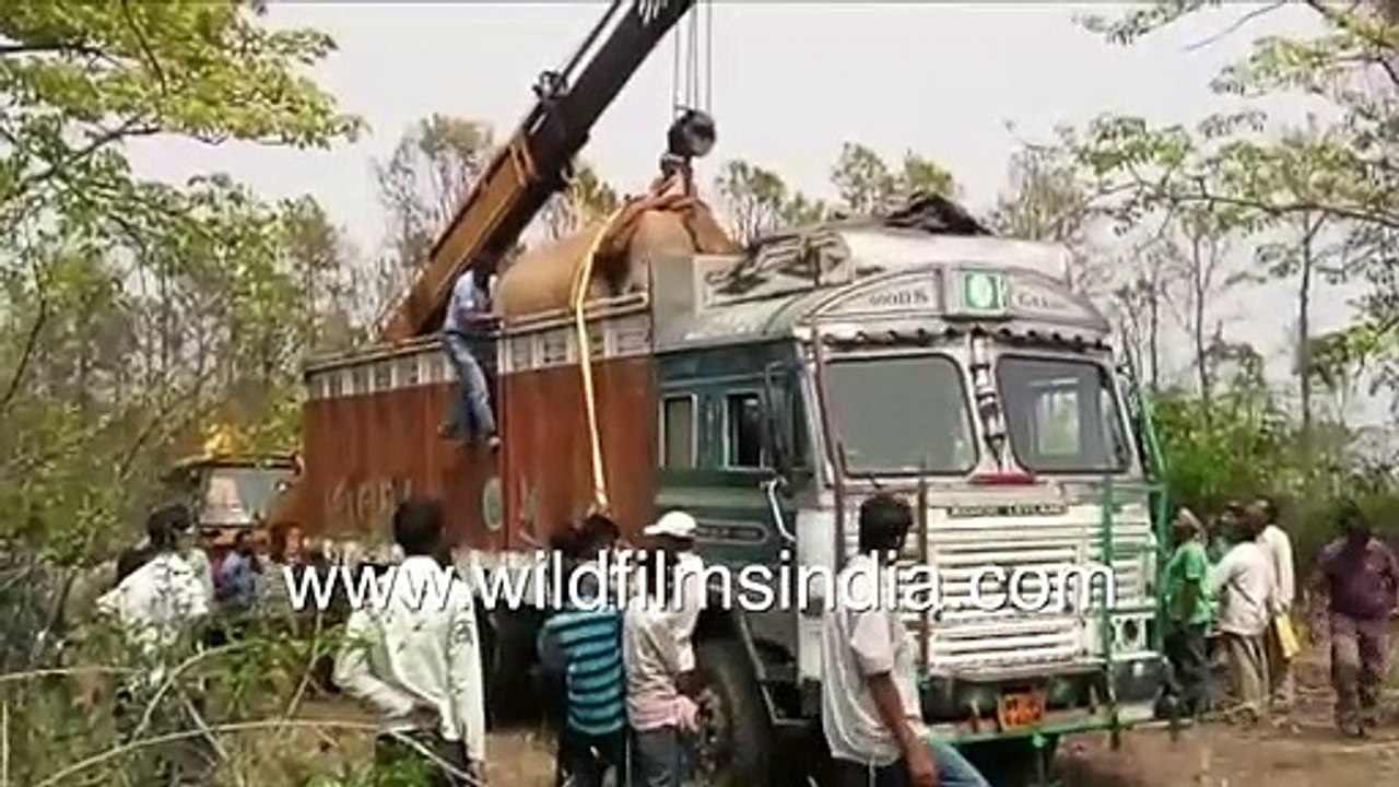 Heroic heartwarming Elephant rescue - Tusker Hathi lifted by JCB crane from truck to release in wild