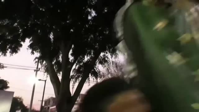 Cancelan la peregrinación a la Basílica de Guadalupe, en México