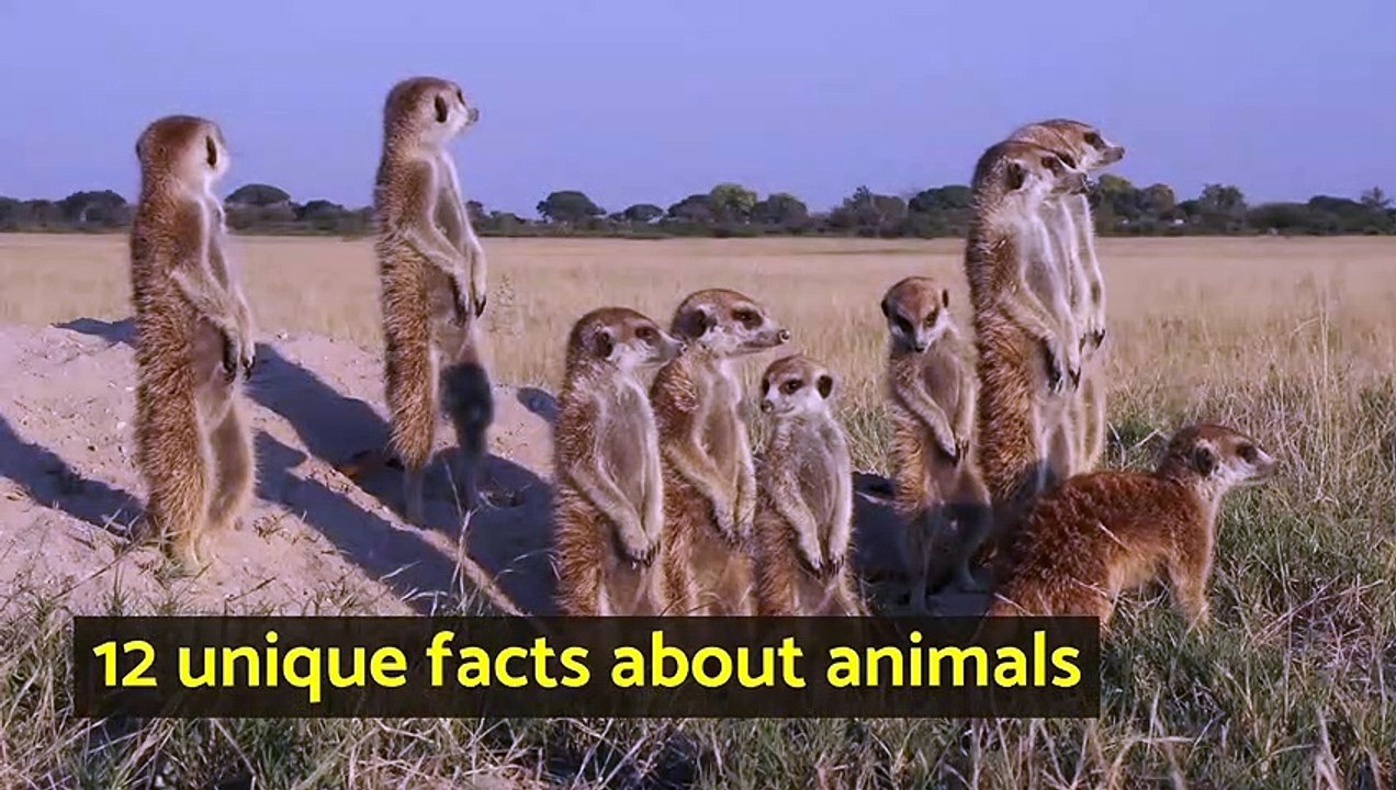 12 unique facts about animals