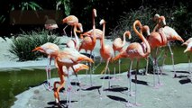 Fun facts about flamingos