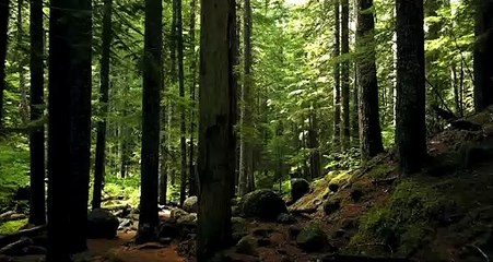 HD Video Drone Footage of Forest