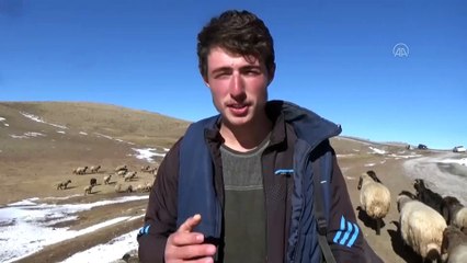 MUŞ - Yüksek kesimlere kar yağınca besiciler hayvanlarını ovaya indirdi