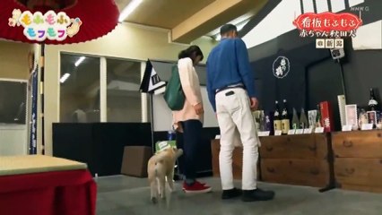 もふもふモフモフ「秋田犬‗優実ちゃん‗小林酒店看板犬」20201125