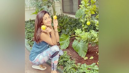Shilpa Shetty के Kitchen Garden में लगे ढेर सारे नींबू, Viral Video | Boldsky