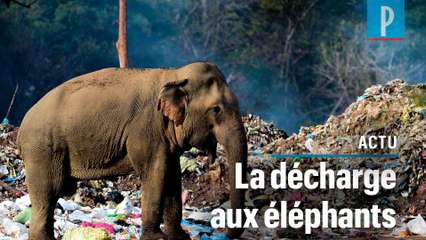 Sri-Lanka: quand les éléphants se nourrissent dans les décharges