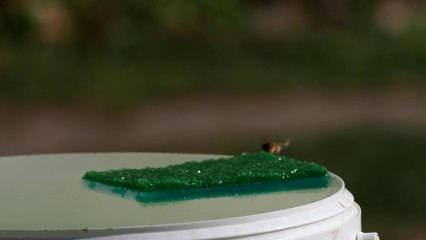 Bee drinking
