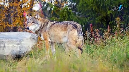 ظواهر خارقة- الإستذئاب