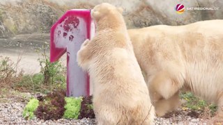 ハノーファー動物園のナーナが満一歳になる (Nov20_2020)
