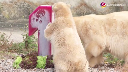 ハノーファー動物園のナーナが満一歳になる (Nov20_2020)