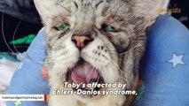 Cat with rare condition adopted by loving family