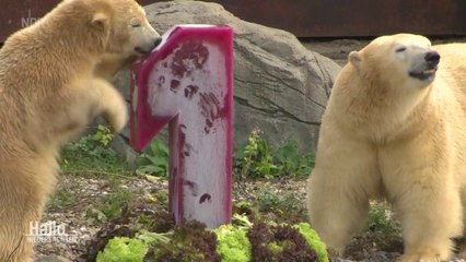 ハノーファー動物園のナーナが満一歳になる2(Nov20_2020)