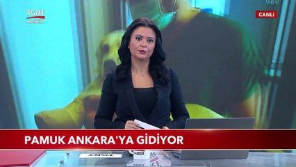 Patileri Kesilen Pamuk İsimli Köpek Ankara'ya Gidiyor