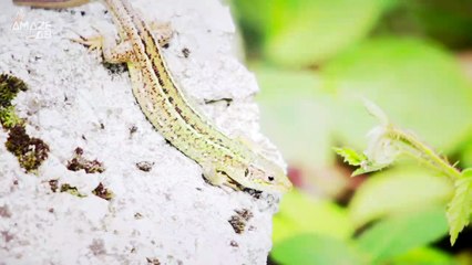 Tiny Lizards Aren’t the Only Animals That Can Regrow a Tail, Alligators Can Too