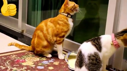 Funny Cats and Kittens Meowing