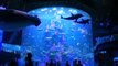 Finding Dory Film Clip - Dory & Hank in het Aquarium