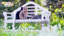 もふもふモフモフ「森崎ウィン温泉でほっこり！鈴木砂羽ねこ激写！」