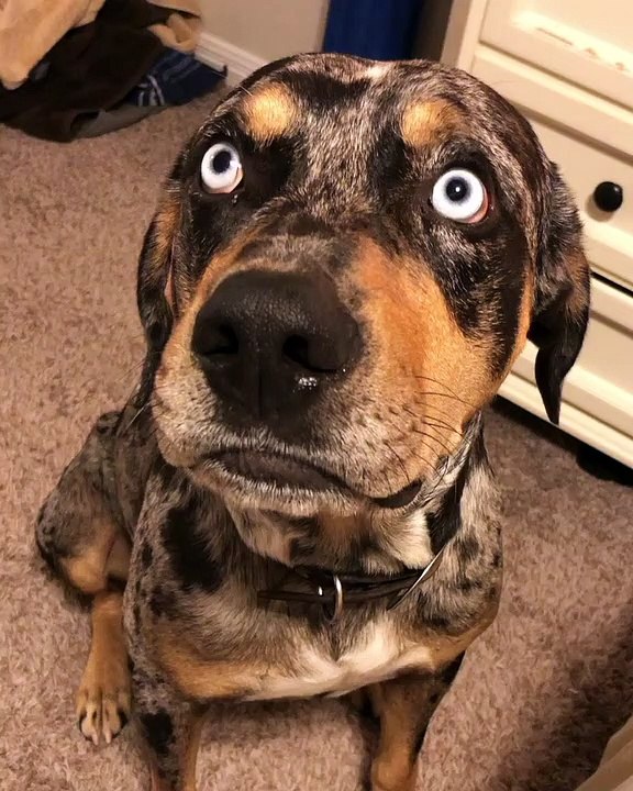 Doggy Disagrees With Telling a Story About Him