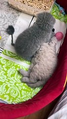 Kitten Caressing Brother Before Bedtime