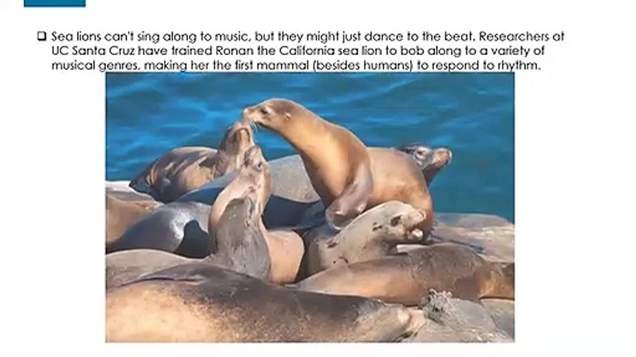 Sea lions can dance to a beat.