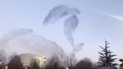 Sığırcıkların gökyüzündeki dansı hayran bıraktı