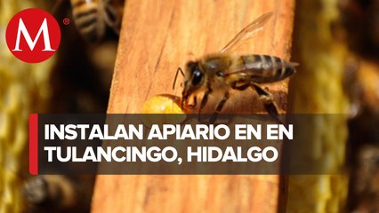 En Hidalgo rescatan 300 núcleos de abejas