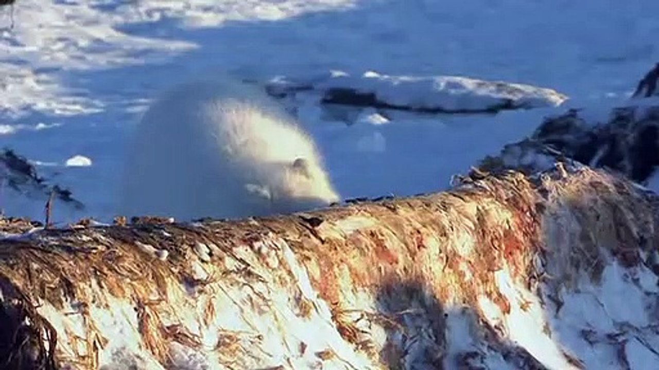 Deadly 60 S01E14 Alaska