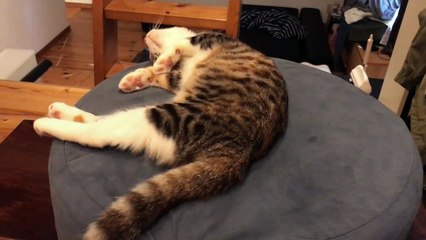 猫のある休日のルーティン【三毛猫のまる】