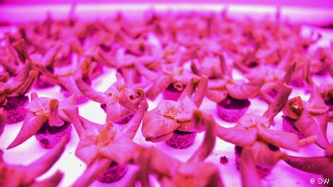 Das Gewächshaus der Zukunft