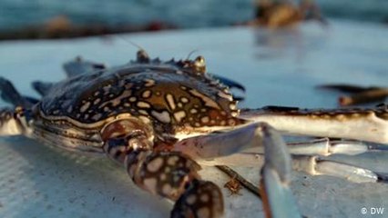 Tunisia: Invasive crabs as delicacy