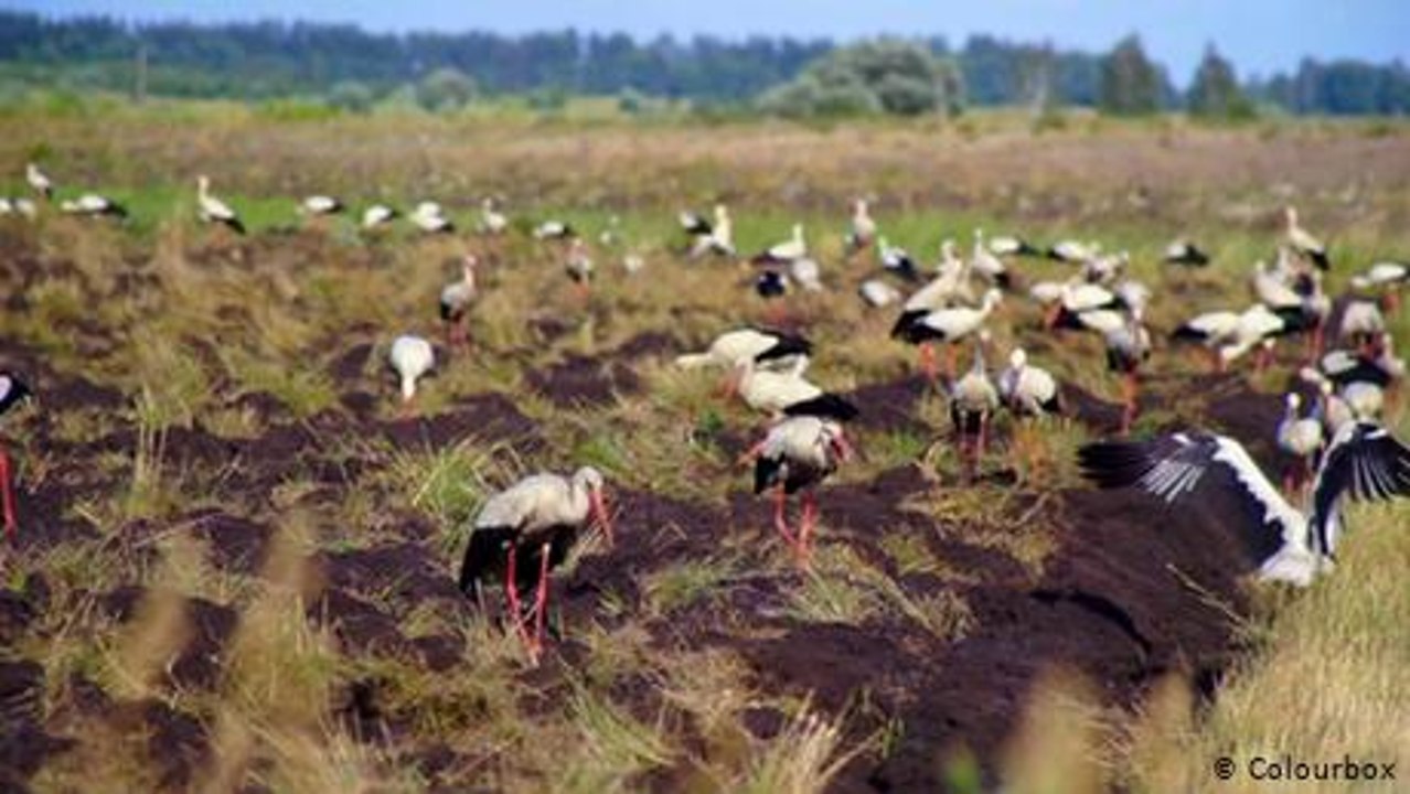 Migrating animals