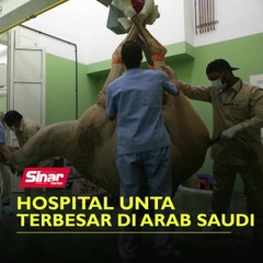 Hospital unta terbesar di Arab Saudi