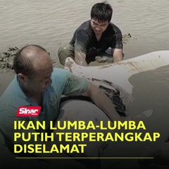 Ikan lumba-lumba putih terperangkap diselamat