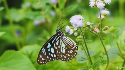 Butterfly garden in Delhi
