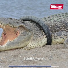 Indonesia tawar ganjaran keluarkan tayar dari leher buaya