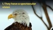 6 amazing facts about eagles